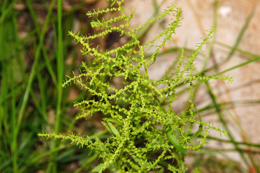 Dysphania ambrosioides / Farinello aromatico
